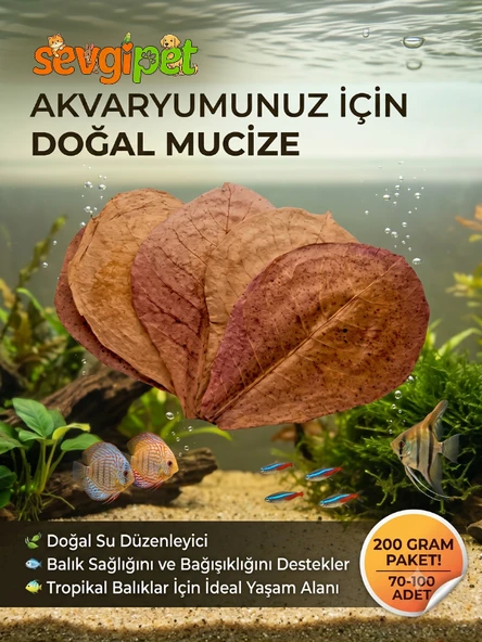 Doğal Catappa Yaprağı - Ekonomik Paket Akvaryum Su Düzenleyici (200 GR / 70-100 Adet) ürün görseli 1