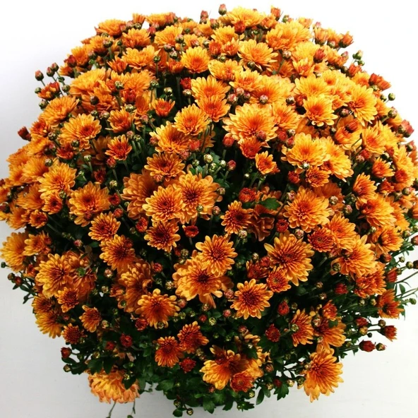 Özel Çeşit Bransound Dark Orange  Kasımpatı Krizantem Çiçeği Fidesi (1 Fide) ürün görseli 1