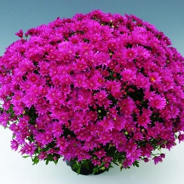 Özel Çeşit Branroyal Pink Pembe Kasımpatı Çiçeği Fidesi (1 Fide) ürün görseli 1