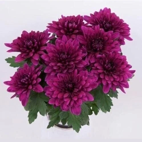 Özel Tür Vido Purple Katlı Kasımpatı Çiçeği Fidesi (1 Fide) ürün görseli 1