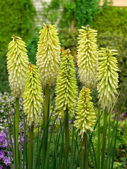 Soğuğa Dayanıklı Kniphofia Ice Queen Fener Meşale Çiçeği Zambağı Soğanı (1 adet) ürün görseli 1