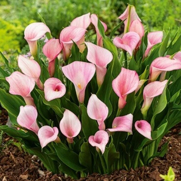 Strawberry Blush Calla Gala Çiçeği Soğanı (1 Adet Soğan) ürün görseli 1