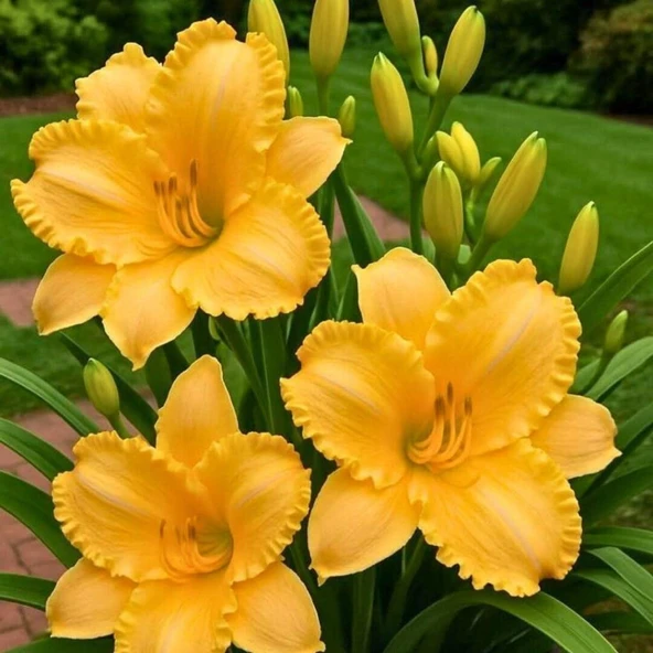 Soğuğa Dayanıklı Aten Hemerocallis Gün Güzeli Çiçeği Soğanı (1 adet) ürün görseli 1