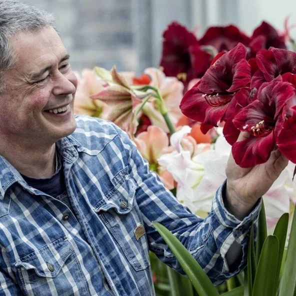 Kokulu Güzel Hatun Çiçeği Amaryllis Gr. Diva Çiçeği Soğanı (1 Adet) ürün görseli 1