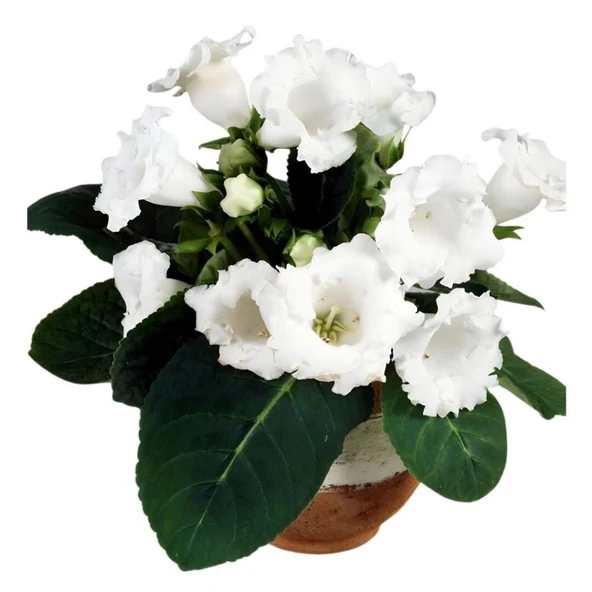 Mont Blanc Gloxinia Gloksinya Bardak Menekşesi Çiçeği Soğanı (1 adet ) ürün görseli 1