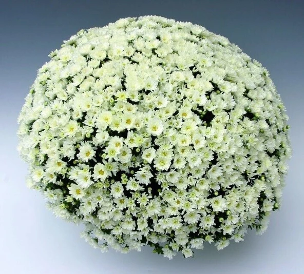 Özel Tür Branroyal White Beyaz Renkli Kasımpatı Çiçeği Fidesi (1 Fide) ürün görseli 1