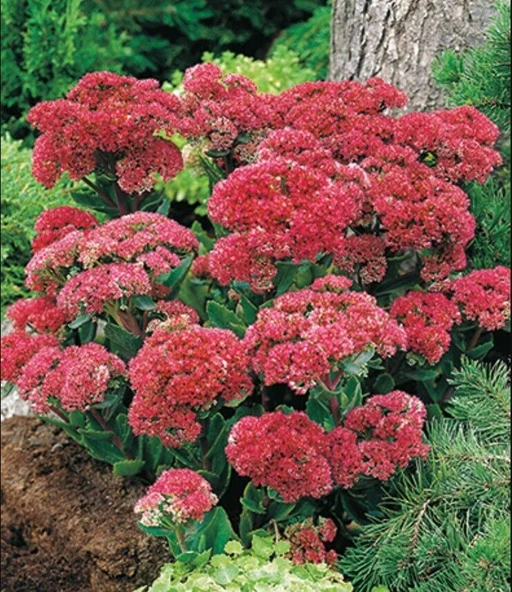 Kuraklığa ve Soğuğa Dayanıklı Yayılıcı Sedum Munstead Dark Red Taş Çiçeği Soğanı (1 ADET) ürün görseli 1