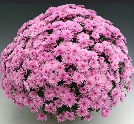 Özel Tür Branfountain Pink Kasımpatı Krizantem Çiçeği Fidesi (1 Fide) ürün görseli 1