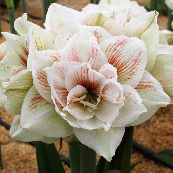 Kokulu Güzel Hatun Çiçeği Amaryllis Nymph Çiçeği Soğanı (1 Adet) ürün görseli 1