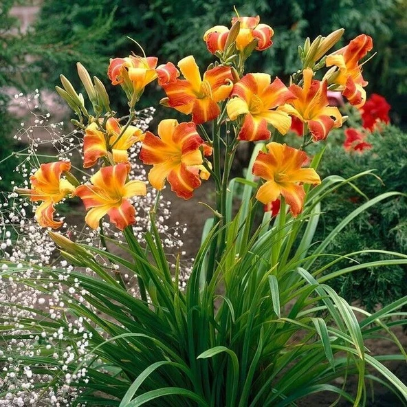 Soğuğa Dayanıklı Frans Hals Hemerocallis Gün Güzeli Çiçeği Soğanı (1 adet) ürün görseli 1