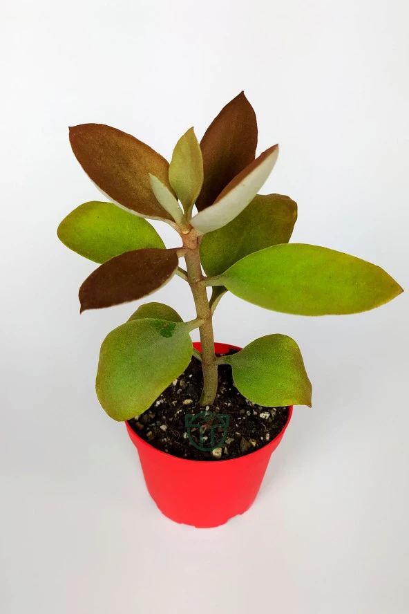 Kalanchoe Orgyalis Gold Kalanşo Çiçeği Copper Golden Spoons 8.5 cm Kırmızı Saksıda ürün görseli 1