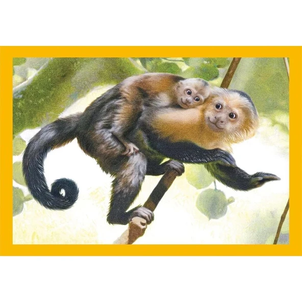 Clementoni Baby Cuddles Puzzle 4 in1 - Resim 4
