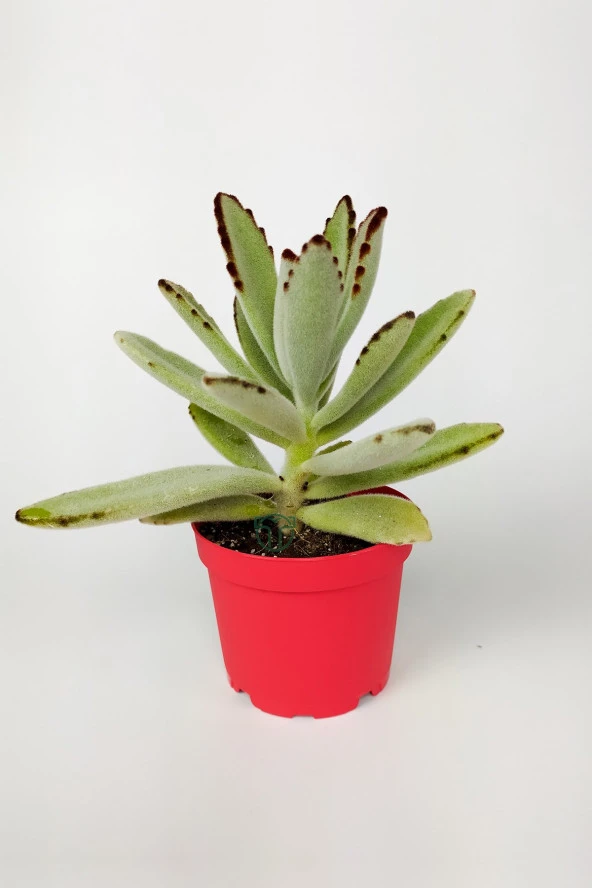 Kalanchoe Tomentosa Panda Bitkisi Kalanşo Sukulent 8.5 cm Kırmızı Saksıda ürün görseli 1