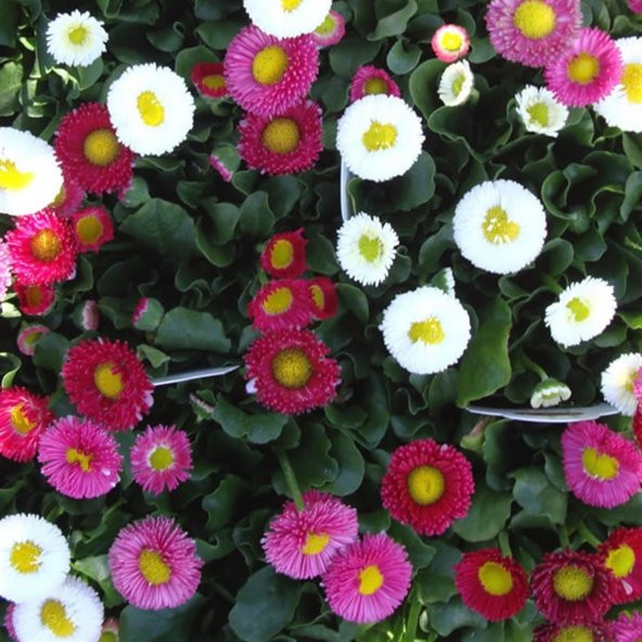 Mix Katmerli Bellis Perennis Ponpon İngiliz Çayır Papatyası Çiçeği Tohumu (100 tohum) ürün görseli 1