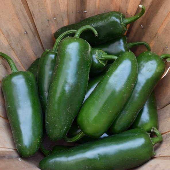 Doğal Çok Acı Jalapeno Biber Tohumu (20adet) ürün görseli 1