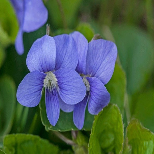 Violet Osirus Blue Menekşe Çiçeği Tohumu (100 tohum) ürün görseli 1