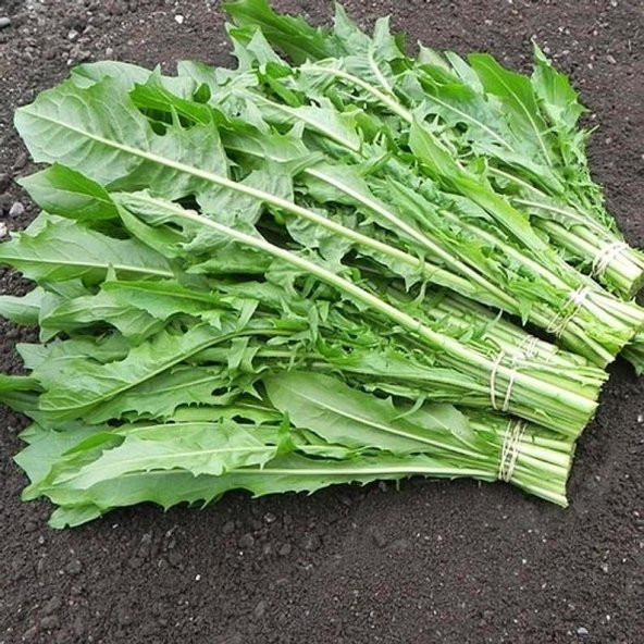 Doğal Catalogna Emerald Endive Tohumu (100 tohum) ürün görseli 1