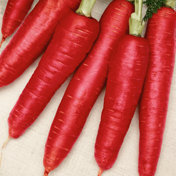 Doğal Kırmızı Atomic Red Havuç Tohumu (50 tohum) ürün görseli 1