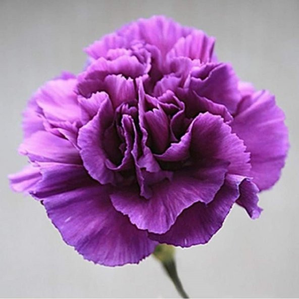 Chabaud Violet  Katmerli Karanfil Çiçeği Tohumu (70 adet) ürün görseli 1