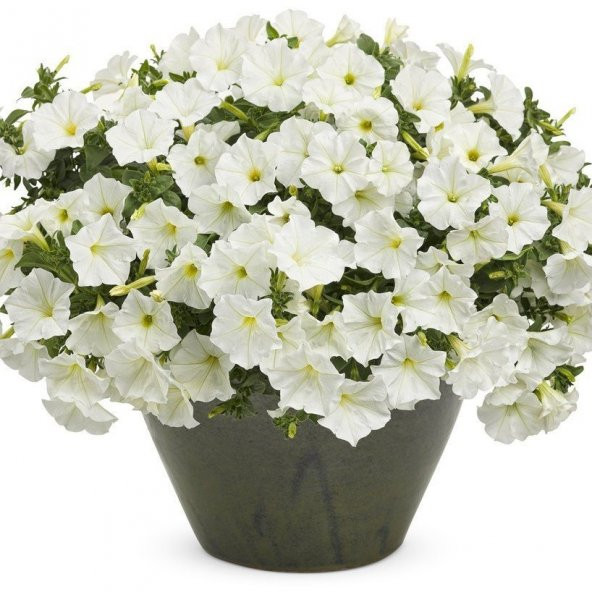Snowball Sarkıcı Petunya Çiçeği Tohumu (100 tohum) ürün görseli 1