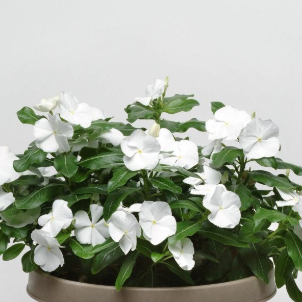 Pure White Vinca Roseus Rozet Çiçeği Tohumu (20 Tohum) ürün görseli 1