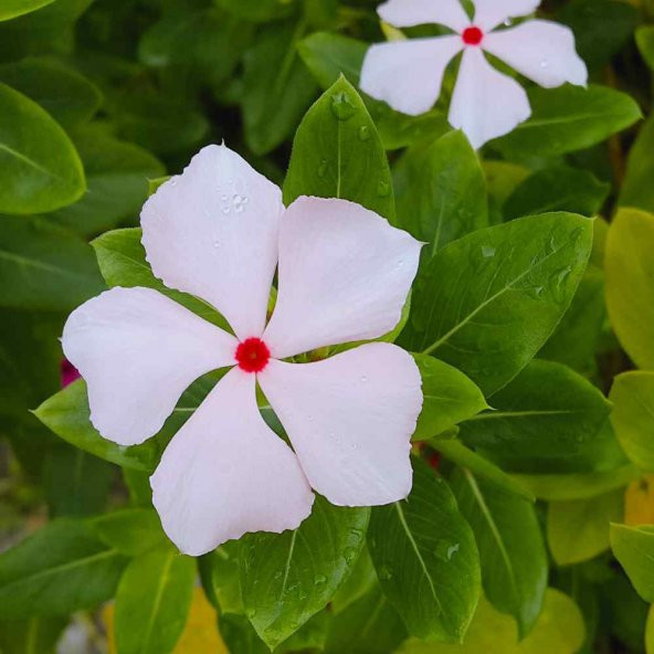 Bright Eyes Vinca Roseus Rozet Çiçeği Tohumu (20 Tohum) ürün görseli 1