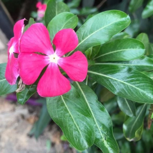 Deep Rose Vinca Roseus Rozet Çiçeği Tohumu (20 Tohum) ürün görseli 1