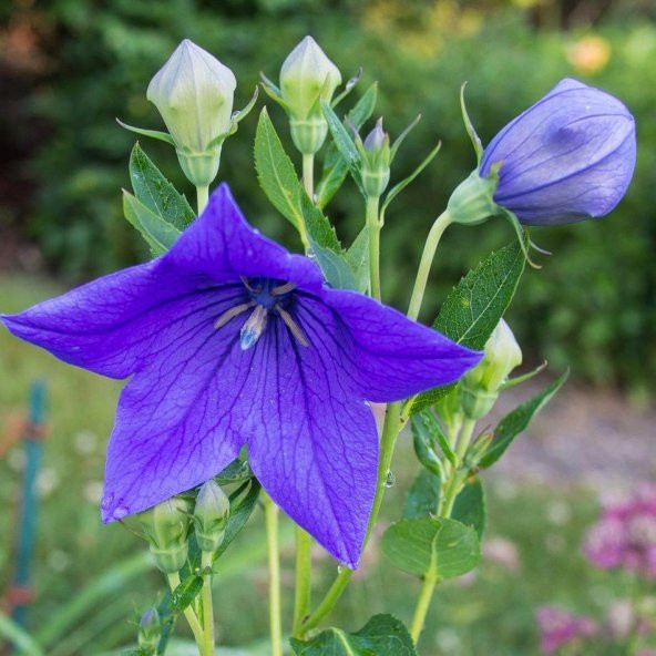 Mavi Renkli Balon Çiçeği Tohumu Blue Platycodon (100 tohum) ürün görseli 1