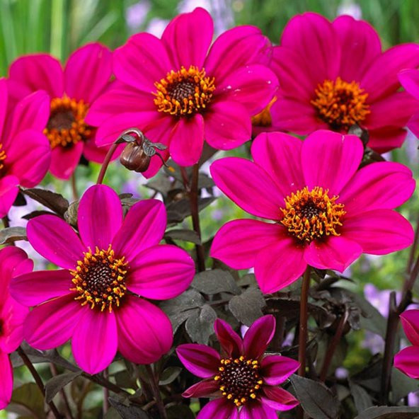 Mor Renkli Bodur Mignon Purple Dahlia Çiçeği Tohumu (80 tohum) ürün görseli 1