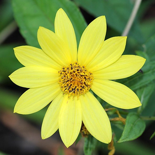 Sarı Renkli Bodur Mignon Yellow Dahlia Çiçeği Tohumu (80 tohum) ürün görseli 1
