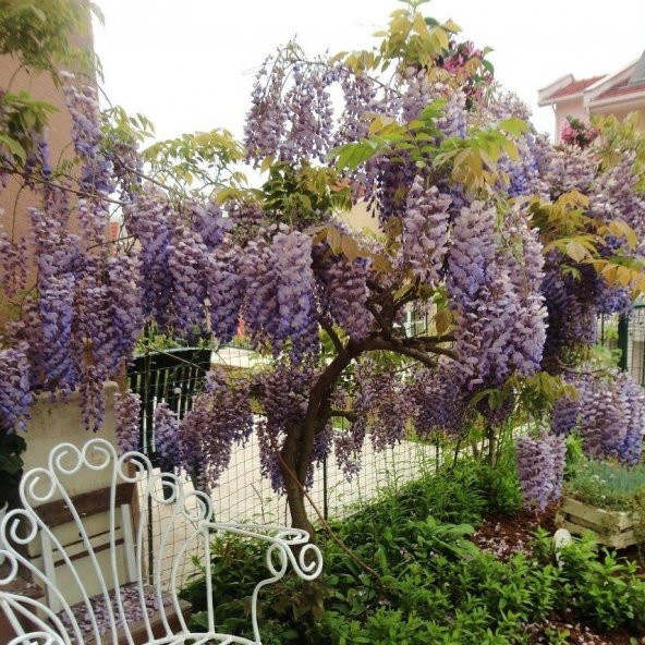 Tüplü Wisteria Sinensis Mor Salkım Fidanı (30-50 Cm) 10 Adet ürün görseli 1