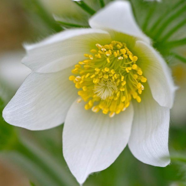 Violet Pulsatilla Vulgaris Beyaz Dağ Lalesi Çiçeği Tohumu (5 Tohum) ürün görseli 1