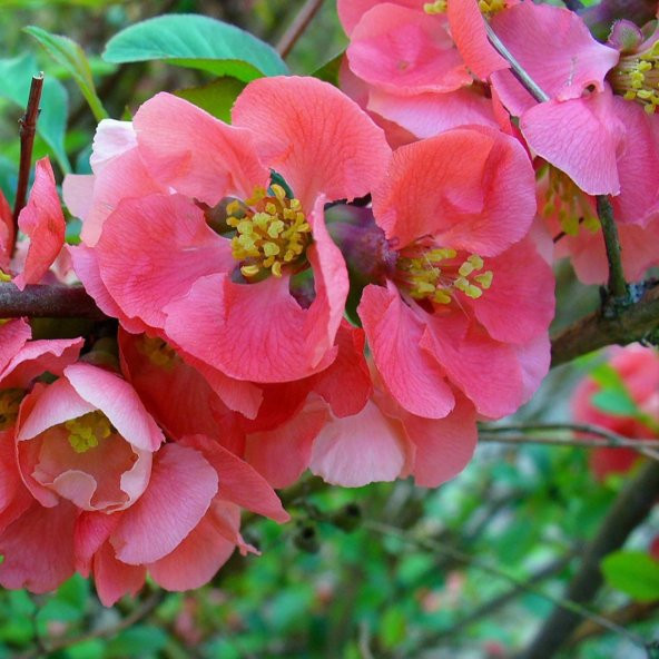 Tüplü Japon Ayvası (Japanese Quince) Fidanı ürün görseli 1