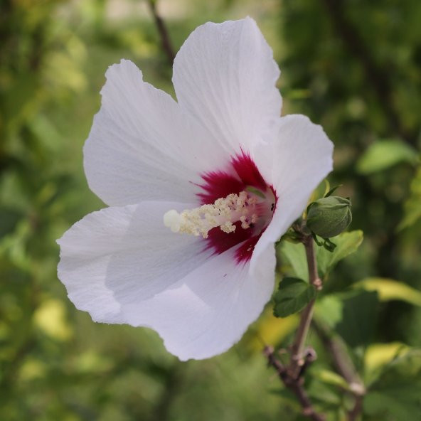 Süt Beyazı Hibiscus Çiçeği Tohumu (20 adet) ürün görseli 1