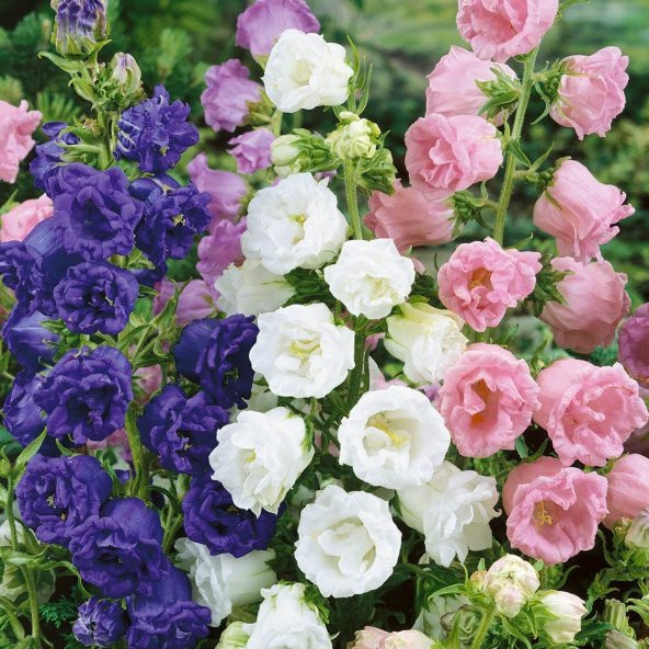 Calycanthema ‘Cup & Saucer’ Campanula Karışık Çan Çiçeği Tohumu (100 Tohum) ürün görseli 1