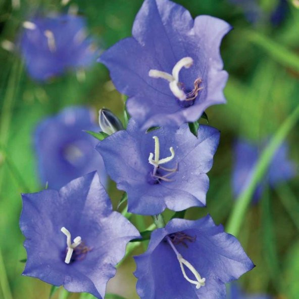 Light Blue Campanula Çan Çiçeği Tohumu (100 tohum) ürün görseli 1