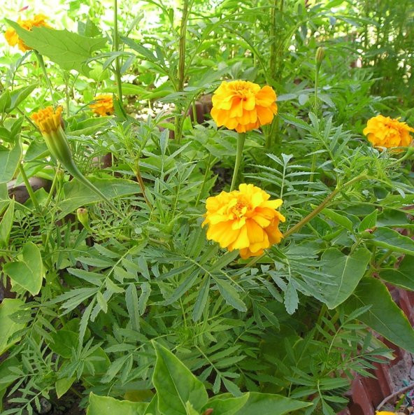 Soğuklara Dayanıklı Katmerli Yellow Beauty Geum Çiçeği Tohumu (20 tohum) ürün görseli 1