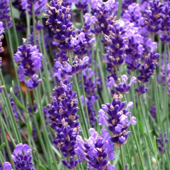 Lavandula Angustifolia Lavanta Çiçeği Tohumu (100 adet) ürün görseli 1
