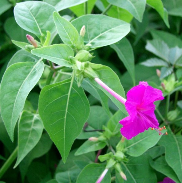 Violet Pink Akşam Sefası Çiçeği Tohumu (20 tohum) ürün görseli 1