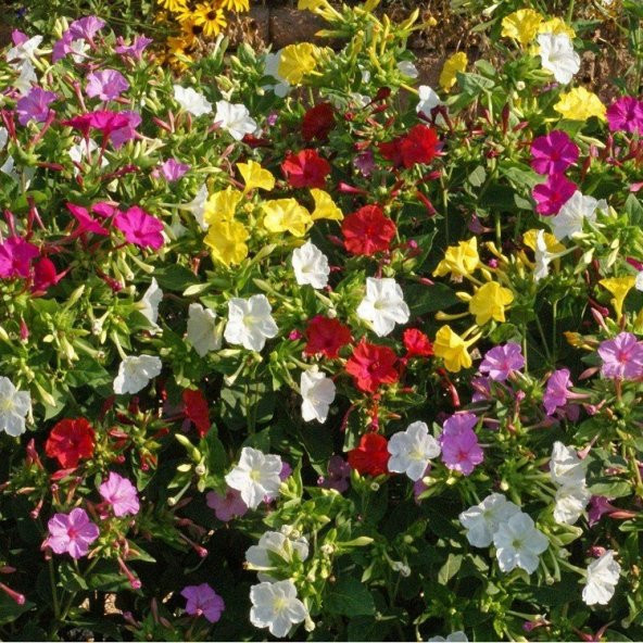 Bicolor Mixed Akşam Sefası Çiçeği Tohumu (20 tohum) ürün görseli 1