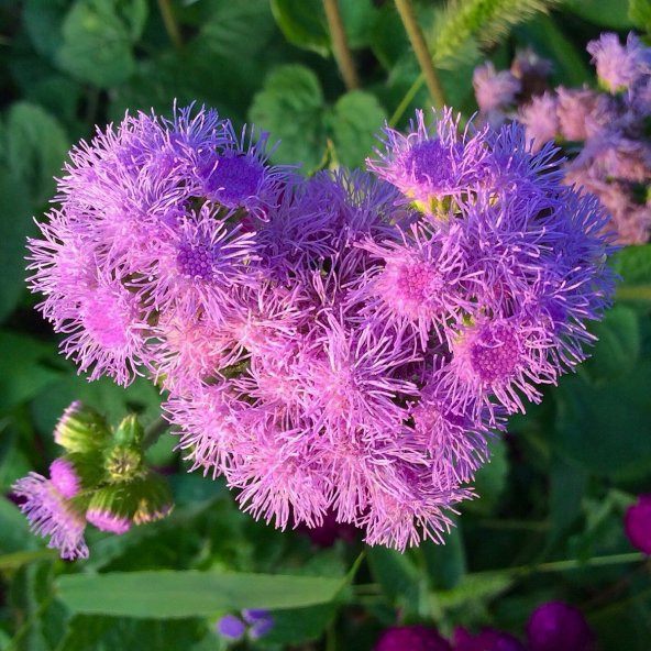 Pembe Top Vapur Dumanı (Ageratum) Çiçeği Tohumu (50 tohum) ürün görseli 1