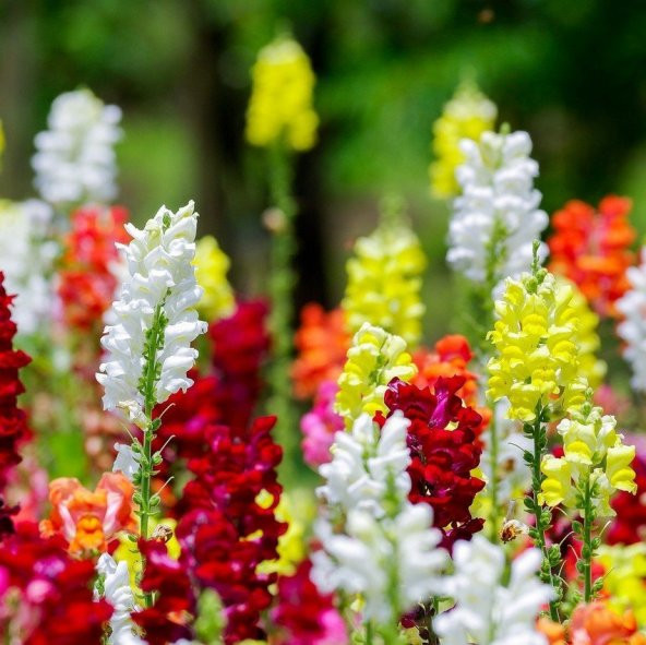 Antirrhinum Rainbow Mixed Karışık Aslanağzı Çiçeği Tohumu (200 tohum) ürün görseli 1