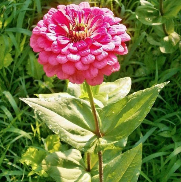 Dahlia Çiçekli Violet Quen Zinya Çiçeği Tohumu (40 tohum) ürün görseli 1