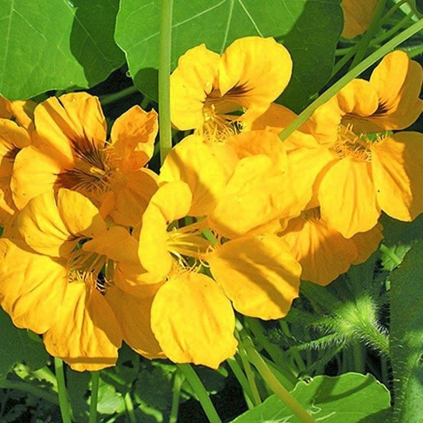 Tropaeolum Peach Melba Latin Çiçeği Tohumu (10 adet) ürün görseli 1