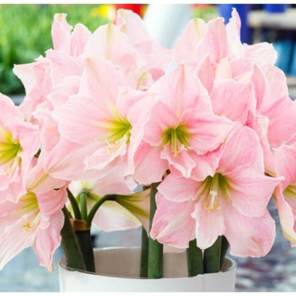 Tropaeolum Single Apricot Latin Çiçeği Tohumu (10 adet) ürün görseli 1