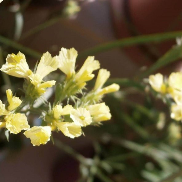 Limonium Sinuatum Deep Yellow Deniz Lavantası Tohumu (30 tohum) ürün görseli 1