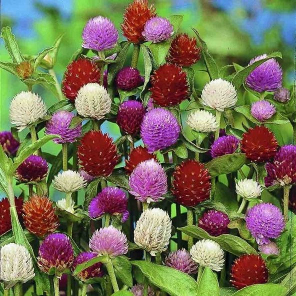 Gomphrena Globosa Mixed Medine Çiçeği Tohumu (50 tohum) ürün görseli 1