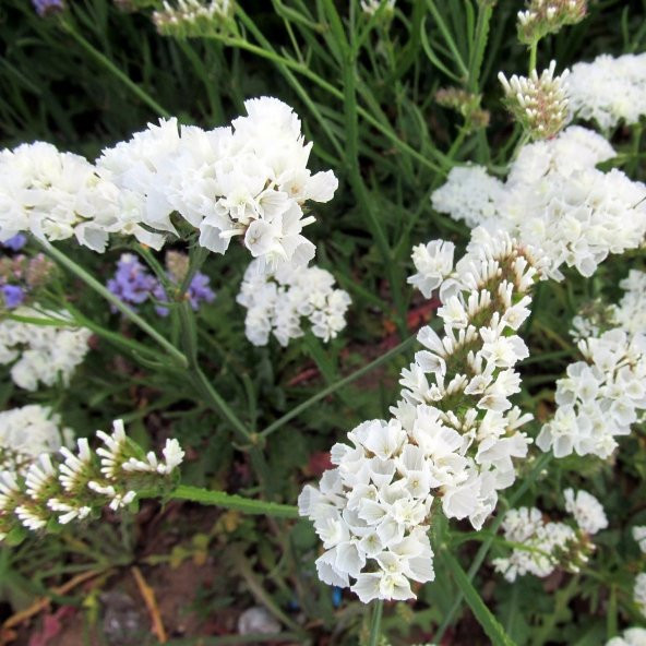 Limonium Sinuatum Pure White Deniz Lavantası Tohumu (30 tohum) ürün görseli 1