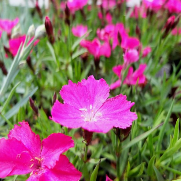 Lila Sweet William Dianthus Barbadus Çiçeği Tohumu (50 adet) ürün görseli 1