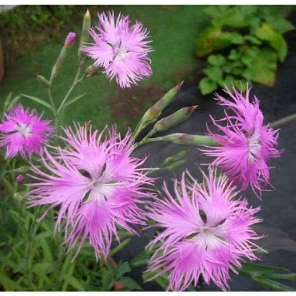 Dianthus Superbus Rose Bol Kokulu Karanfil Çiçeği Tohumu (100 adet) ürün görseli 1